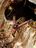 V USA sa šíria agresívne ázijské sršne. Zabíjajú tamojšie včely a útočia na ľudí