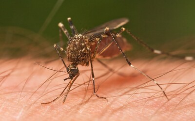 V USA vypustia 750 miliónov geneticky modifikovaných komárov. Chcú tým zredukovať celú populáciu tohto hmyzu