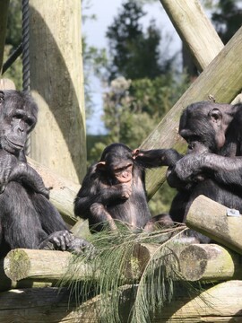 V Zoo Hodonín utekli šimpanzi. Samec vylomil dvířka, měl sílu jako 300kilový člověk