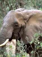 V africkém národním parku za celý rok neupytlačili ani jednoho slona