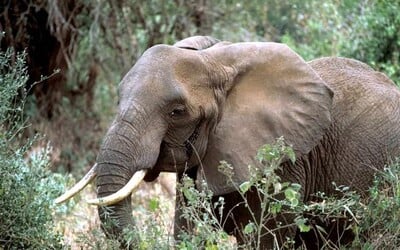 V africkom národnom parku za celý rok pytliaci nezabili ani jedného slona