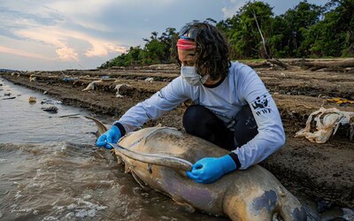 V amazonskej rieke zahynulo za týždeň vyše sto delfínov. Teplota vody tam atakuje štyridsiatky