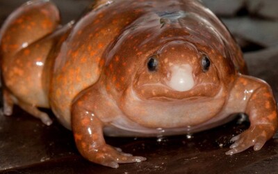 V amazonskom dažďovom pralese objavili „zombie žabu“ 