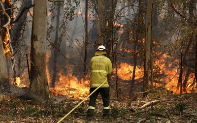 V austrálskych požiaroch zomrelo už takmer pol miliardy zvierat. Tretina koál zahynula