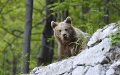 V blízkosti Žiliny spozorovali medveďa neďaleko obytnej časti. Menšia obec apeluje na okamžité zvýšenie ostražitosti