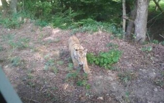 V blízkosti obce Ulič sa pohybuje tiger, ušiel zo zoo na Ukrajine