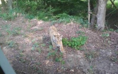 Tygr na Slovensku: U obce Ulič se pohybuje tygr, utekl ze zoo na Ukrajině