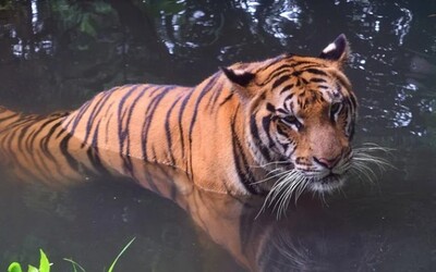 V blízkosti obce Ulič sa pohybuje tiger, ušiel zo zoo na Ukrajine