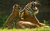 V bojnickej ZOO uhynulo mláďa tigra. Zamestnanci ho našli nehybne ležať vo výbehu