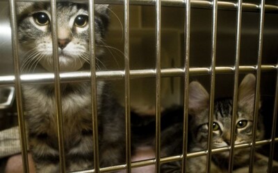 V bytě na Ústecku našli 38 koček. 16 jich bylo již po smrti