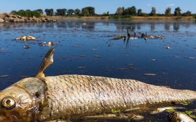 V české řece uhynula 2 procenta rybí populace. Jaká je příčina? 