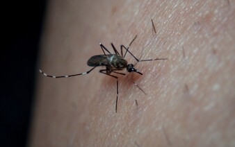 V českej Břeclavi evidujú premnoženie kalamitných komárov. Mesto sa nachádza v blízkosti slovenských hraníc