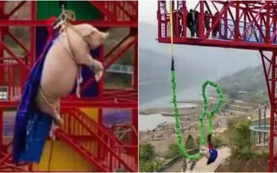 V čínském zábavním parku shodili prase na laně z 68metrové věže. Zvrácený bungee jumping řeší i PETA