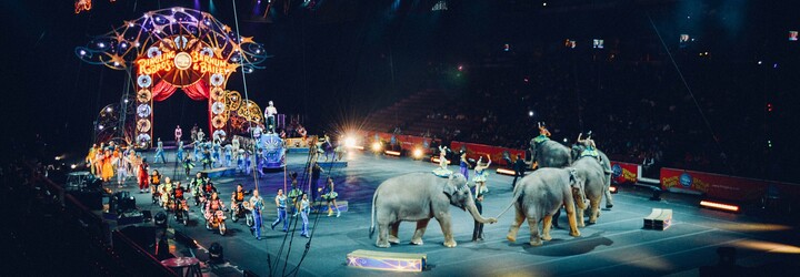 V cirkusoch na Slovensku možno budú vystupovať len fretky, psy a mačky. Na slony, levy či tigre budeme musieť do Česka