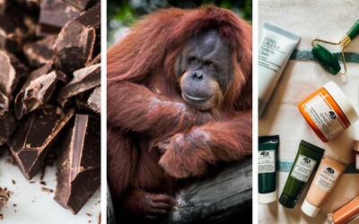 V čokoládě i kosmetice najdeš palmový olej. Přečti si o odvrácené straně suroviny, která přispívá ke změně klimatu