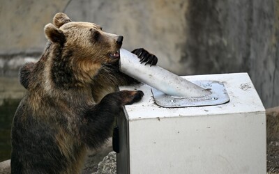 V ďalšej slovenskej obci sa prechádzal medveď. Obecný úrad varuje znepokojených obyvateľov, túlal sa pri záhradách