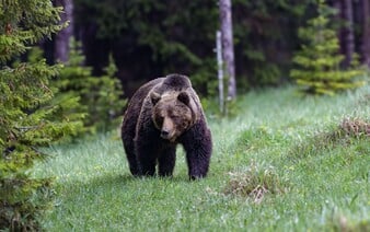 V ďalšom okrese vyhlásili mimoriadnu situáciu pre výskyt medveďa. Platí v niekoľkých dedinách