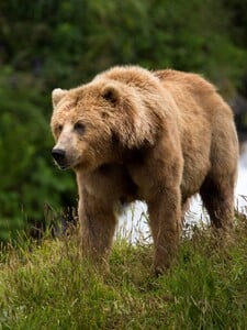 V dedine pod Tatrami videli medveďa. Obec upozorňuje, že ide o opakovaný výskyt