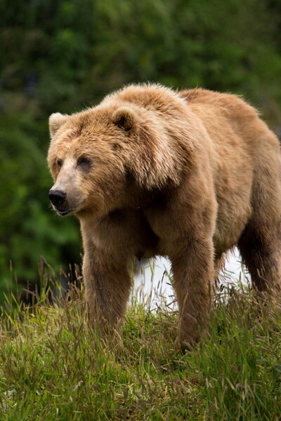 V dedine pod Tatrami videli medveďa. Obec upozorňuje, že ide o opakovaný výskyt