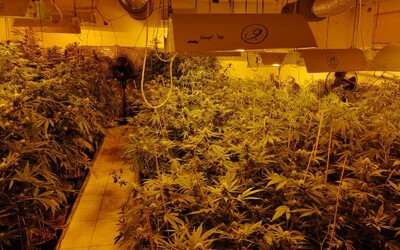 V drogovom laboratóriu v Komárne našli 1055 rastlín marihuany, 2,5 kila sušiny a samopal