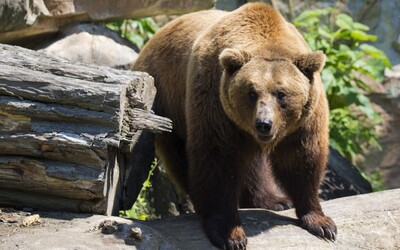 V dvoch slovenských okresoch vyhlásili mimoriadnu situáciu pre výskyt medveďa. Platí v mnohých dedinách