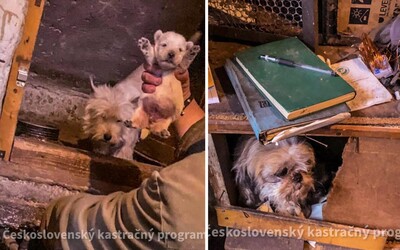 V hrozivých podmínkách na Slovensku funguje množírna psů. Za rok dokáže majiteli vydělat kolem 30 tisíc eur