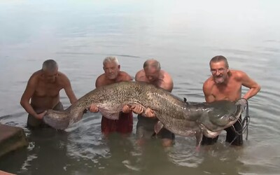 V jazere na východe Slovenska chytili gigantického sumca, vážil až 126 kilogramov. Museli ho vyťahovať štyria chlapi