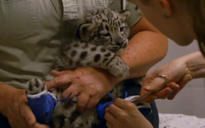 V kufri cestujúceho na letisku našli mláďatko leoparda. Snažil sa ho prepašovať v plastovom nákupnom košíku