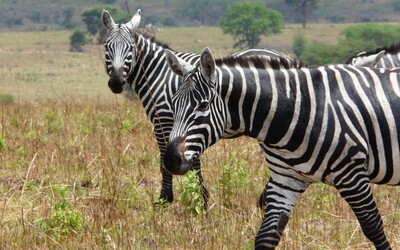V liberecké zoo se narodila vzácná zebra bezhřívá. Ve volné přírodě jich žije jen 400