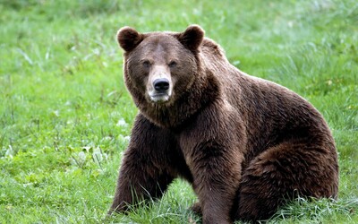 V meste Žiar nad Hronom spozorovali medveďa. Primátor žiada verejnosť, aby sa miestu vyhýbali a boli obozretní