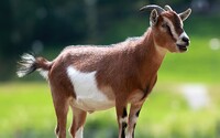 V mexické zoo se obchodovalo se zvířaty, trpasličí kozy skončily na talíři