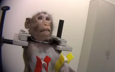 V nemeckom laboratóriu testujú na zvieratách chemikálie, zo záberov mrazí. Psa porcujú na stole, opice držia spútané 