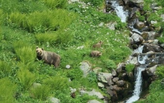 V obci Súlovce pri Tribeči uvideli medvieďa. Obce vyzývajú turistov na zvýšenú opatrnosť