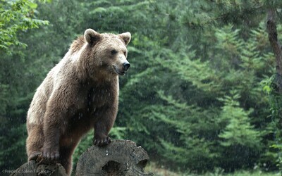 V obci na východe Slovenska spozorovali medveďa iba 50 metrov od záhrad. Opakovane sa vracia