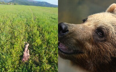 V obci pri Prievidzi opäť vyčíňal medveď. V záhrade zabil až tri ovce