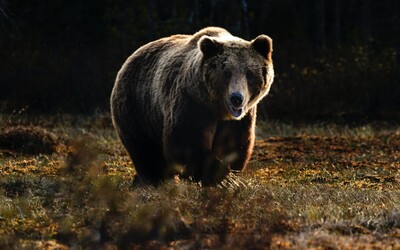 V obci pri Tatrách došlo k zrážke auta a medveďa. Ranená šelma sa pohybuje po okolí