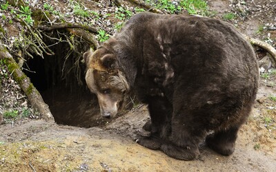 V okolí Kopřivnice byl spatřen medvěd. Město radí lidem, aby nepouštěli psy na volno