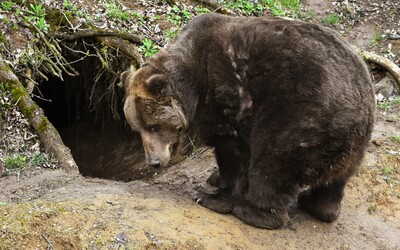 V okolí Kopřivnice byl spatřen medvěd. Město radí lidem, aby nepouštěli psy na volno