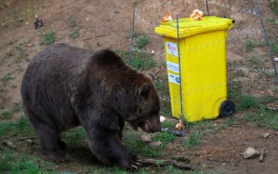 V piatok a sobotu napadli medvede troch Slovákov. Dvaja z nich vyviazli bez zranení, takto ich odohnali