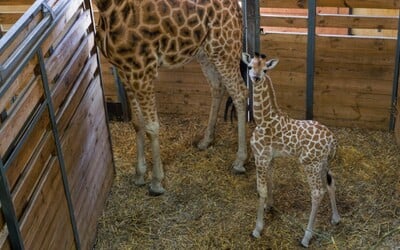 V pražské zoo je k vidění mládě žirafy, překonalo zdravotní potíže