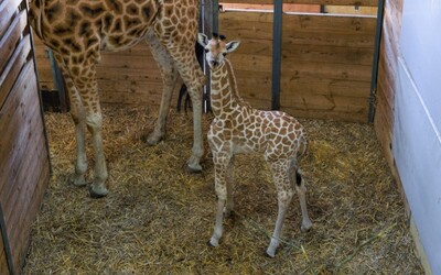 V pražské zoo je k vidění mládě žirafy, překonalo zdravotní potíže