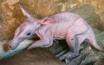 V pražské zoo se narodilo mládě vzácného hrabáče kapského