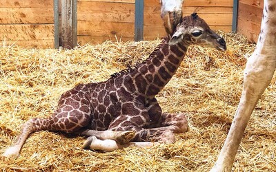 V pražské zoo se narodilo žirafí mládě