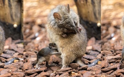 V pražské zoo se poprvé narodil klokánek krysí. Mládě můžeš pozorovat ve vnitřní expozici Darwinova kráteru