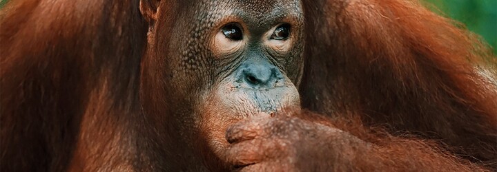 V pražské zoo utekli orangutani. Personál je nalákal zpět na banány