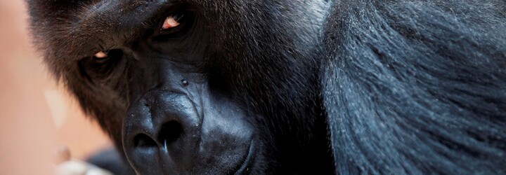 V pražské zoo zemřela 25letá gorila Bikira