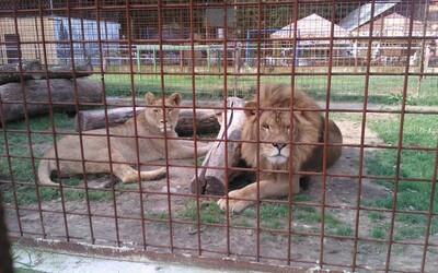 V ranči pri Žiline, kde lev usmrtil chovateľa, naďalej žijú exotické zvieratá. Nastal však dôležitý posun