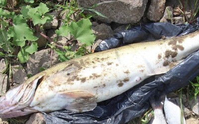 V řece Odře uhynuly tuny ryb, mluví se o ekologické katastrofě. Úřady vyšetřují příčinu