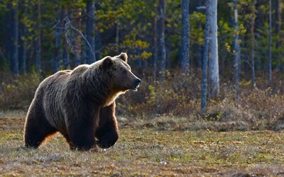 V stredoslovenskej dedine spozorovali medveďa. Obec vyzýva ľudí, aby sa v danej lokalite nezdržiavali 
