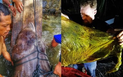 V tele mŕtvej veľryby našli neuveriteľných 40 kilogramov plastového odpadu